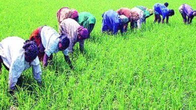 Photo of शेती आणि वीजनिर्मितीसंदर्भात  मोदी सरकारने घेतले अनेक महत्त्वाचे निर्णय…