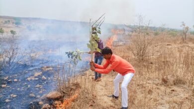 Photo of सामाजिक वनीकरणाच्या जंगलाला लागली संशयास्पद आग, हजारो झाडे जळून खाक