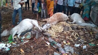 Photo of पावसाच्या पाण्यापासून वाचण्याच्या धडपडीत वीज पडून 3 गाईचा लोणार तालुक्यात दुर्दैवी मृत्यू
