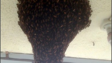 Photo of सर्पमित्रांसारखे आता तयार होणार ‘ मधमाशीमित्र ‘, कोल्हापूर जिल्ह्यात पहिला प्रयोग