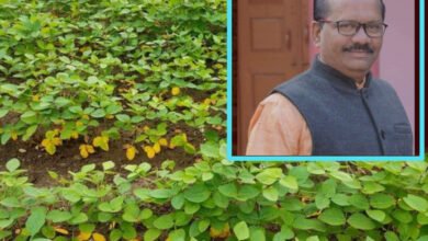 Photo of सततच्या पावसाने झालेल्या  नुकसानीचे पंचनामे करून  भरपाई द्या – दे. माळीचे सरपंच किशोर गाभणे यांची मागणी