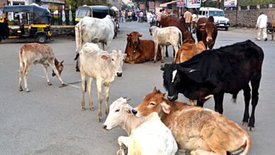 Photo of जळगाव जामोदमध्ये अनेक लम्पीग्रस्त मोकाट जनावरांचा वावर, पालिकेचे दुर्लक्ष