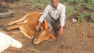 Photo of लम्पीने घेतला बैलाचा जीव, शेतकरी झाला हवालदिल