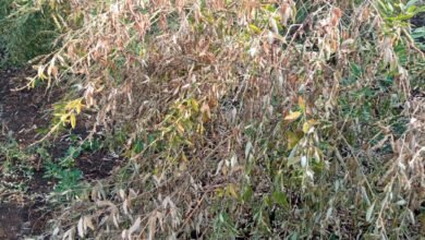 Photo of अवकाळी पावसाने झोपवले तूरीचे पीक. चांदूर बिस्वा व खेर्डा परिसरात सुमारे ५०० हेक्टरला फटका