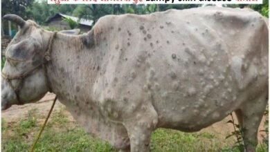 Photo of पशुपालकांनो, लम्पी चर्म रोगाचे पशूधनाचे नुकसान झाल्यास पशूसहायता मोबाईल ॲपवर अर्ज करा