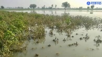 Photo of अवकाळी पाऊस बरसला, जिल्ह्यातील पीकांची मोठी हानी