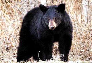 Photo of अस्वलाच्या हल्यात शेतकरी जखमी; करवंड परिसरात घबराट..!