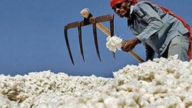 Photo of कापसाला योग्य भाव नसल्याने कापूस उत्पादक शेतकऱ्यांना व मजूरांना करावा लागतोय आर्थिक अडचणींचा सामना