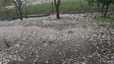 Photo of बुलढाणा जिल्ह्यात तुफान गारपीट; शेकडो हेक्टरवरील पीकांचे प्रचंड नुकसान