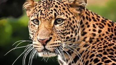 Photo of आधी भरधाव बाईकस्वारांनी बिबट्याला उडवले आणि त्याच बिबट्याने वन कर्मचाऱ्याला जखमी केले; ज्ञानगंगा अभयारण्यात घडला प्रकार…