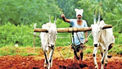 Photo of यंदा पावसाची सरासरी कमी, खरीपसह रब्बी हंगामावरही परिणाम होण्याची शक्यता; बुलढाण्यासह घटणार या जिल्ह्यात उत्पादन