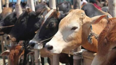 Photo of चिखलीत गोमांस विक्रीचा पर्दाफाश! सार्वजनिक ठिकाणी विक्री करणाऱ्या इसमावर गुन्हा दाखल; 59 हजारांचा मुद्देमाल जप्त