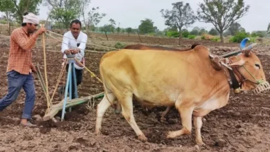 Photo of घाटावर मुसळधार, मलकापूरला प्रतीक्षा; तालुक्यात फक्त २२ टक्केच पेरण्या
