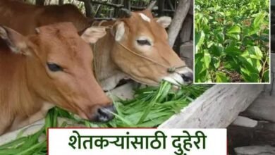 Photo of शेतकऱ्यांसाठी वरदान ठरणार ‘ सिल्क अँड मिल्क ‘ योजना