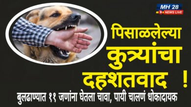 Photo of पिसाळलेल्या कुत्र्यांचा दहशतवाद; बुलढाण्यात ११ जणांना घेतला चावा, पायी चालणं धोकादायक