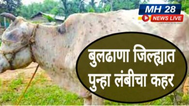 Photo of जिल्ह्यात लम्पीचा कहर : ३४० गुरांना लागण, ५ मृत्युमुखी