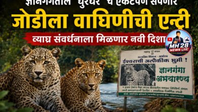 Photo of ज्ञानगंगेतील ‘ धुरंधर ‘ चे एकटेपण संपणार, जोडीला वाघिणीची एन्ट्री; व्याघ्र संवर्धनाला मिळणार नवी दिशा