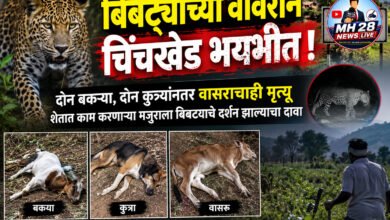 Photo of बिबट्याच्या वावराने चिंचखेड भयभीत !  दोन बकऱ्या, दोन कुत्र्यांनंतर वासराचाही मृत्यू; शेतात काम करणाऱ्या मजुराला बिबट्याचे दर्शन झाल्याचा दावा