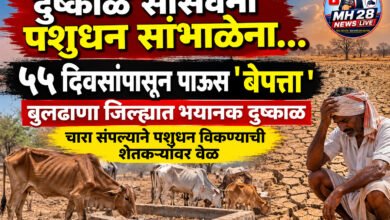 Photo of दुष्काळ सोसवेना पशुधन सांभाळेना… ५५ दिवसांपासून पाऊस ‘ बेपत्ता ‘ बुलढाणा जिल्ह्यात भयानक दुष्काळ; चारा संपल्याने पशुधन विकण्याची शेतकऱ्यांवर वेळ ​